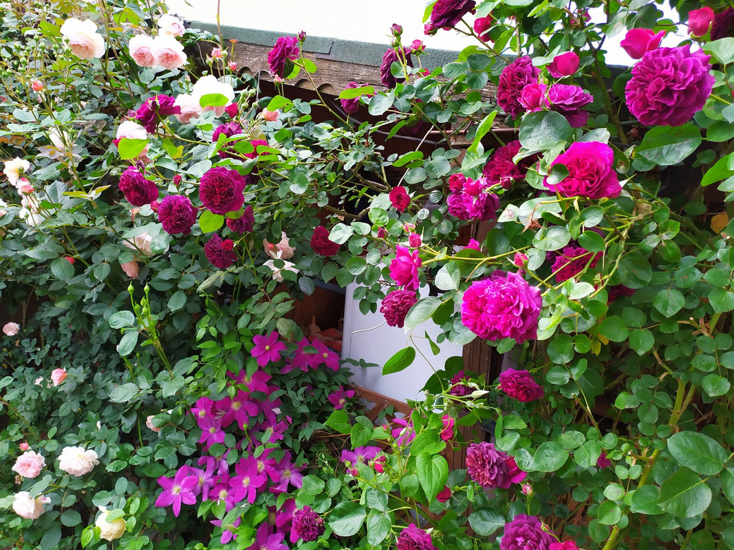 IMG_20200523_161032