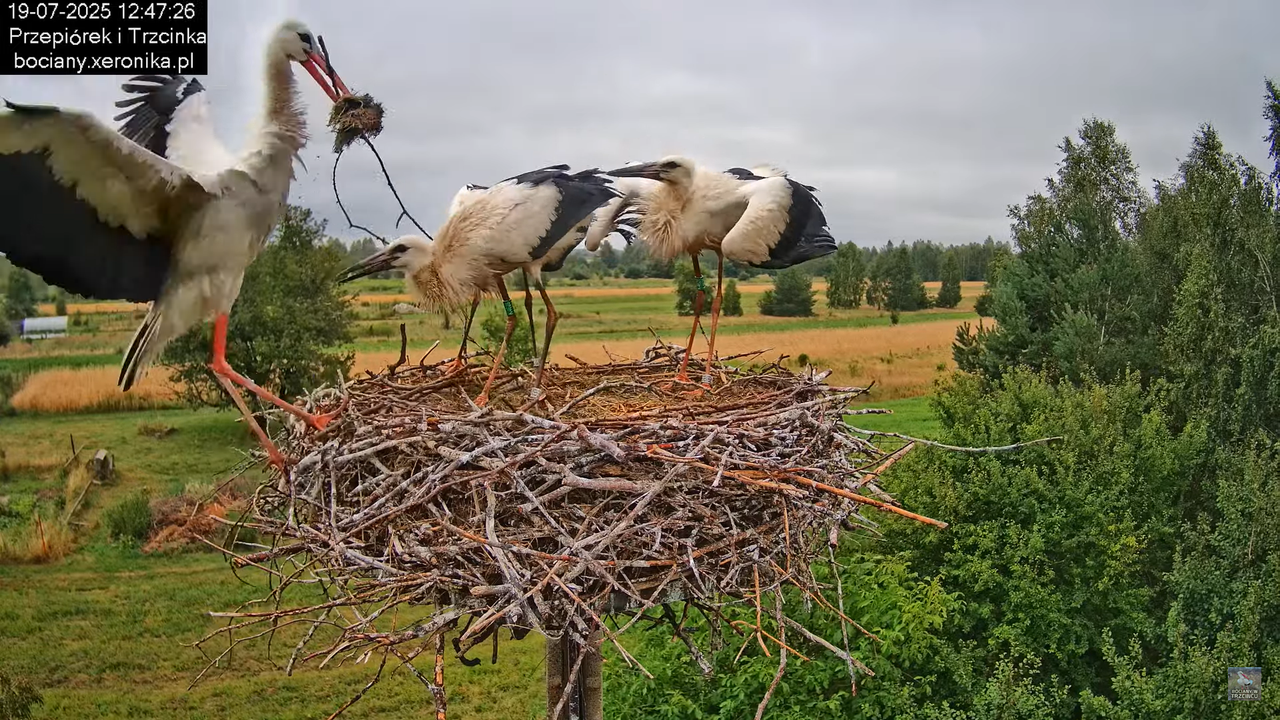 19072025bociany35