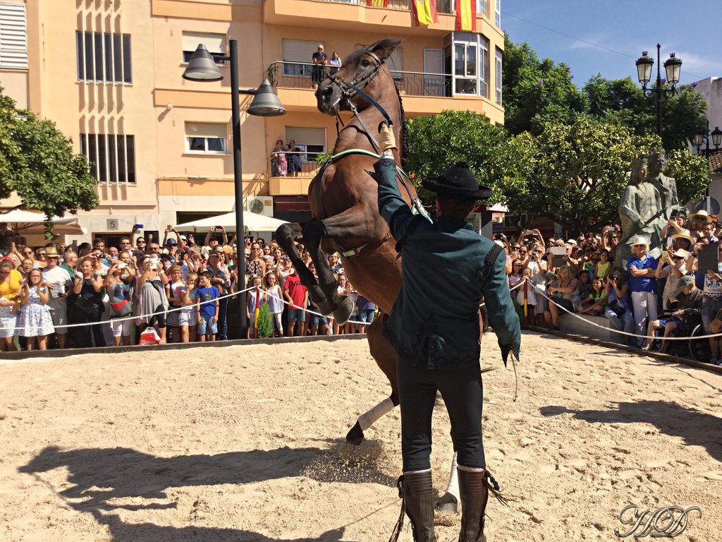 animals-Spanish-horses-2-HD.jpg