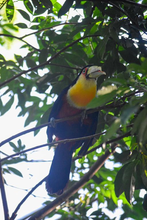 В джазе только девушки или аргентинско-бразильский калейдоскоп В джазе только девушки или аргентинско-бразильский калейдоскоп