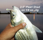 [Image: WIPER-ON-SHAD.jpg]
