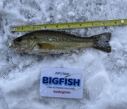 [Image: Largemouth8half.jpg]