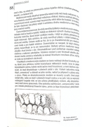 [Obrázky: absorbce-vody-medovicovym-medem-Haragsim...-vcely.png]