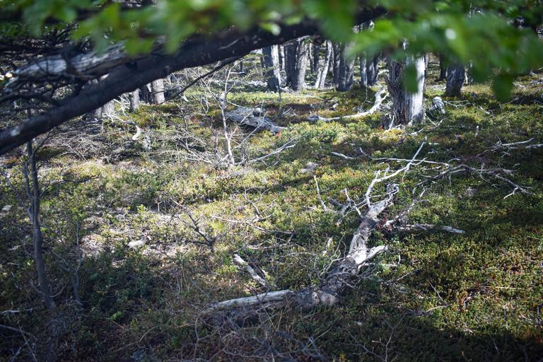 В джазе только девушки или аргентинско-бразильский калейдоскоп В джазе только девушки или аргентинско-бразильский калейдоскоп