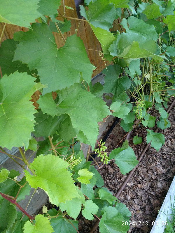 IMG_20240703_055553-юпитер (2)