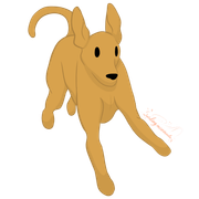 Pharaoh Hound (finished)