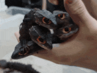 GIFs-1