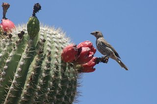 Saguaro-cactus-fruits-with-bird
