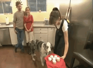 dogs-scare.gif