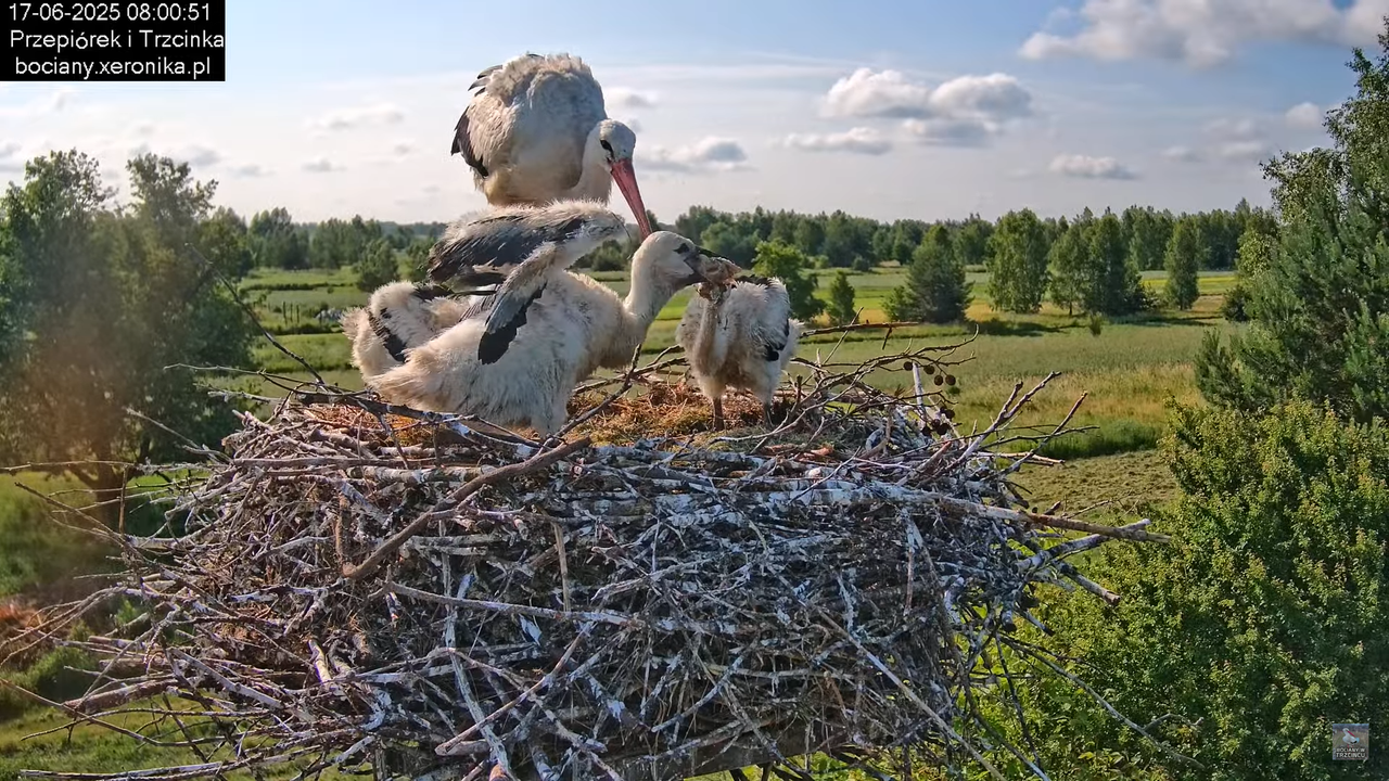 17062025bociany29