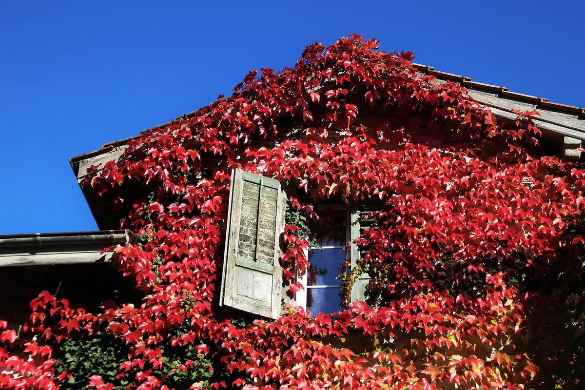red-ivy-attic-4553952-1280.jpg