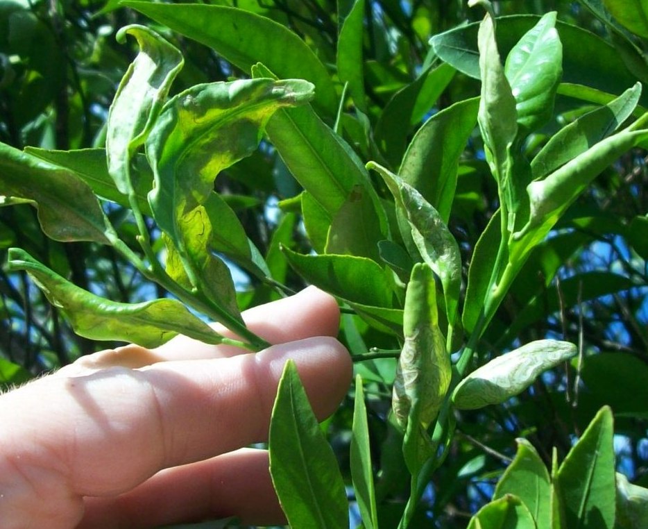 satsuma-leaves
