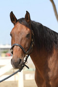 bay_portuguese_lusitano_gelding_headshot_by_horsestockphotos_d6u6ilm-fullview