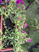 IMG-3570