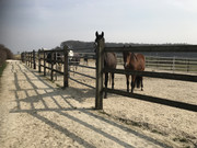 Paddock RSAR IMG_4055