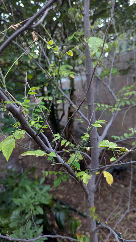 PXL_20250403_000424581