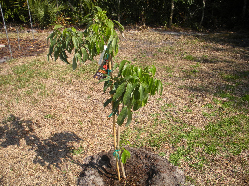 Lychee Mauritius  2-21-11 004