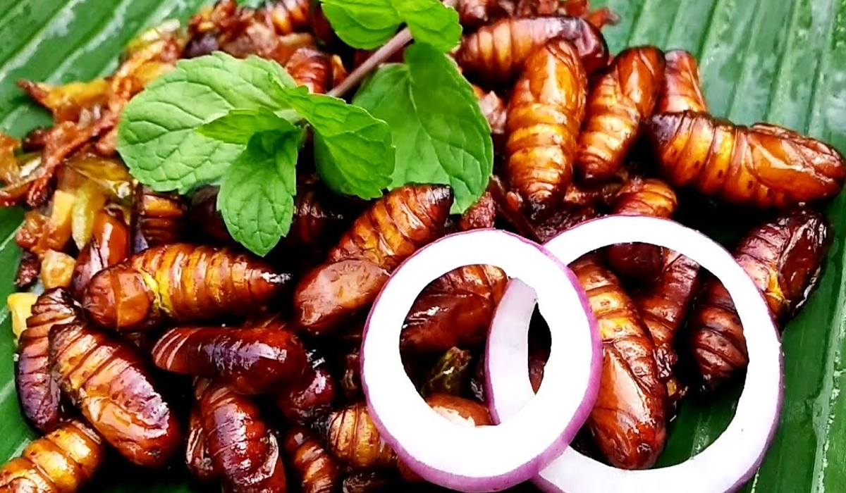 Silkworm Fry: Salah Satu Sebuah Kuliner Ekstrem yang Berasal dari India