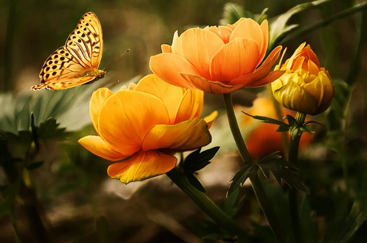 yellow-garden-19830-1280.webp