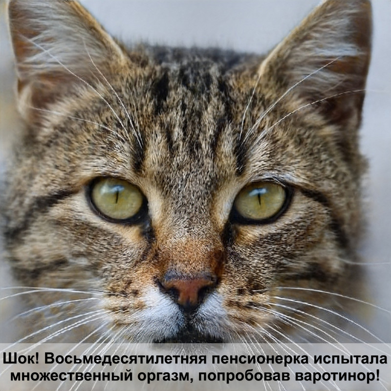 самая быстрая хищная кошка