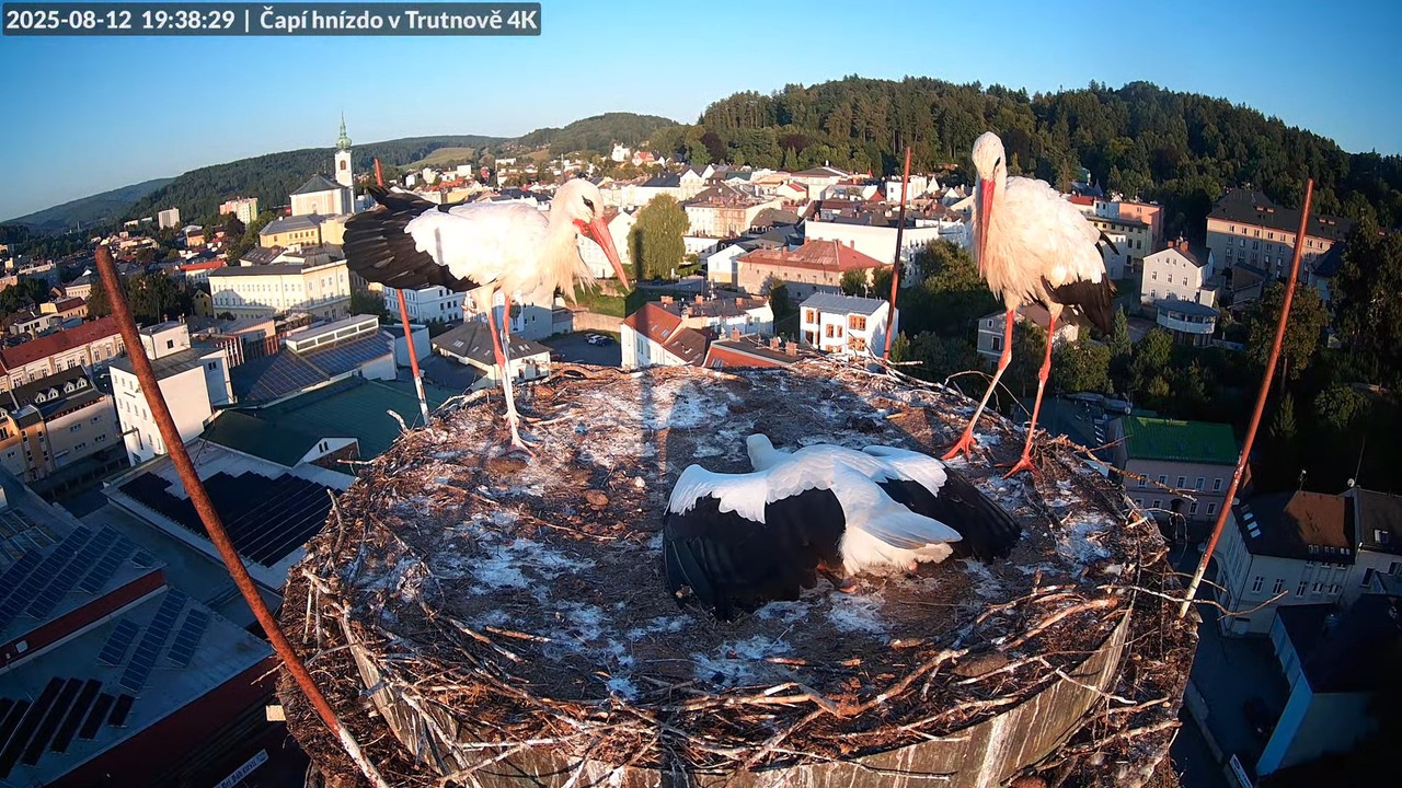Tiešraide no stārķa ligzdas uz alus darītavas skursteņa Trutnovā 16-11-23 screenshot