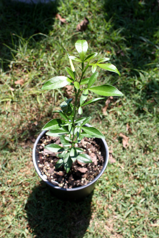 Thomasville from seed 2019