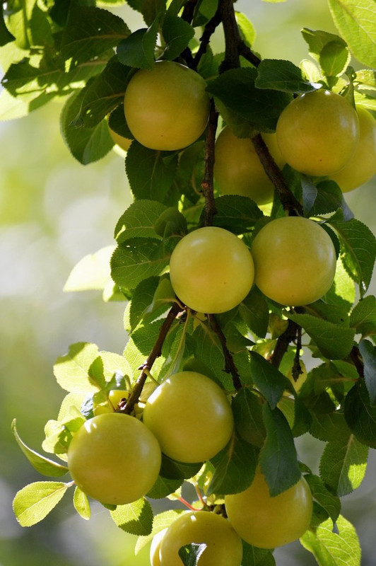 yellow-plums-8897705-1280.jpg