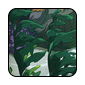 fishspine4.png