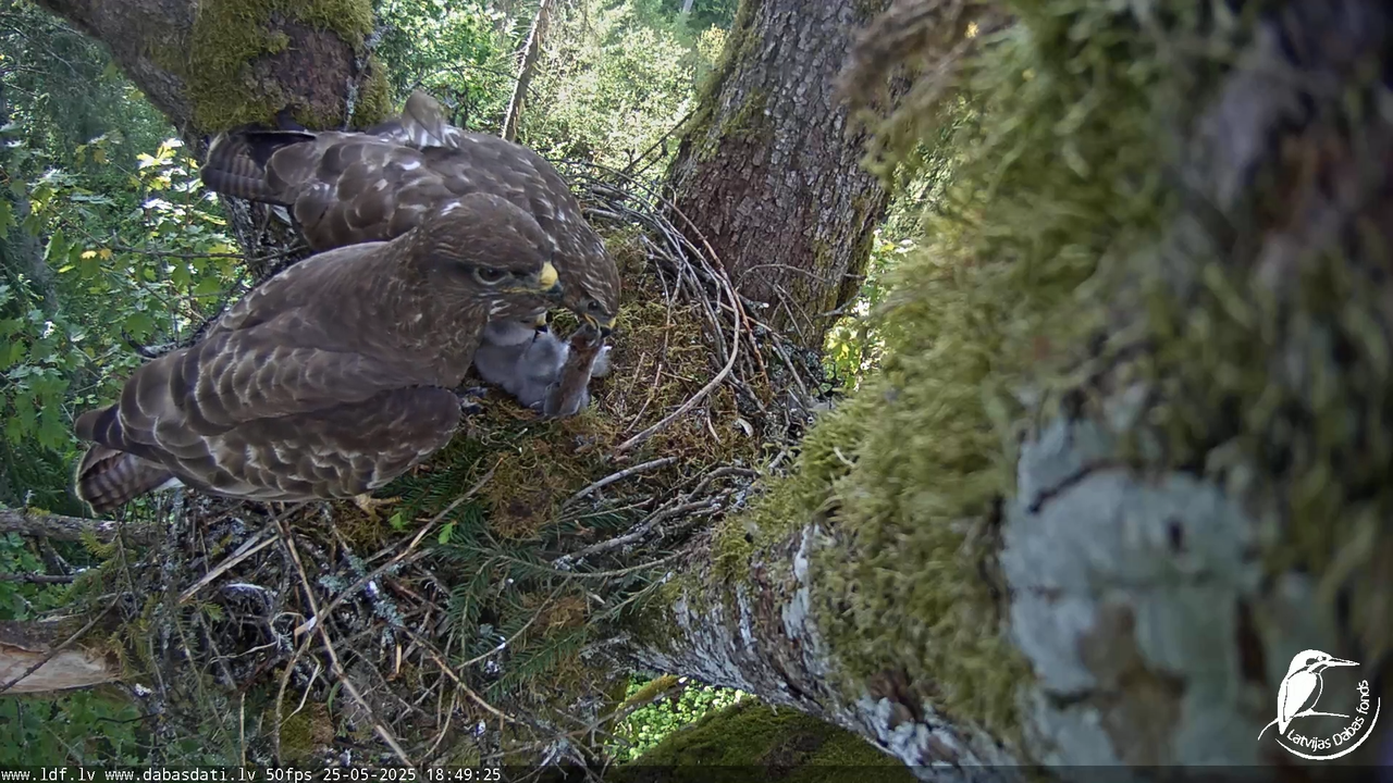Melnās klijas (Milvus migrans) Kurzemē_ peļu klijāni (Buteo buteo) 12-57-30 screenshot