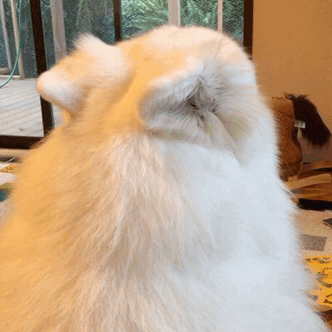 dogf74182ed5747813bd05518d446518b3e.gif