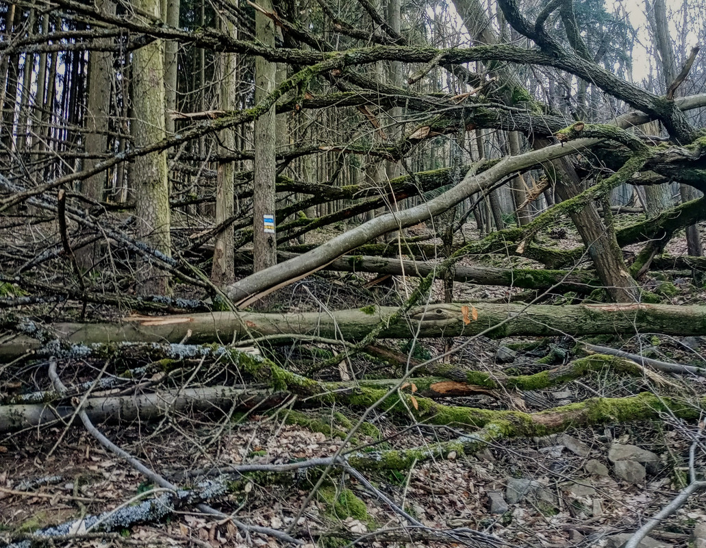 IMG_20240309_152911(1)