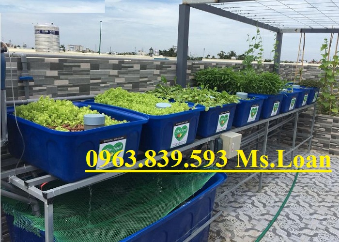 Thùng nhựa nuôi cá, khay nhựa trồng rau giá rẻ. 0963.839.593 Thanh Loan Thung-nhua-khay-nhua-nuoi-ca-trong-rau