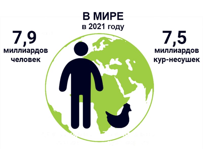 Количество кур-несушек в мире в 2021 году