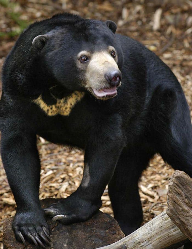 27 животных, которым природа подарила особенный окрас