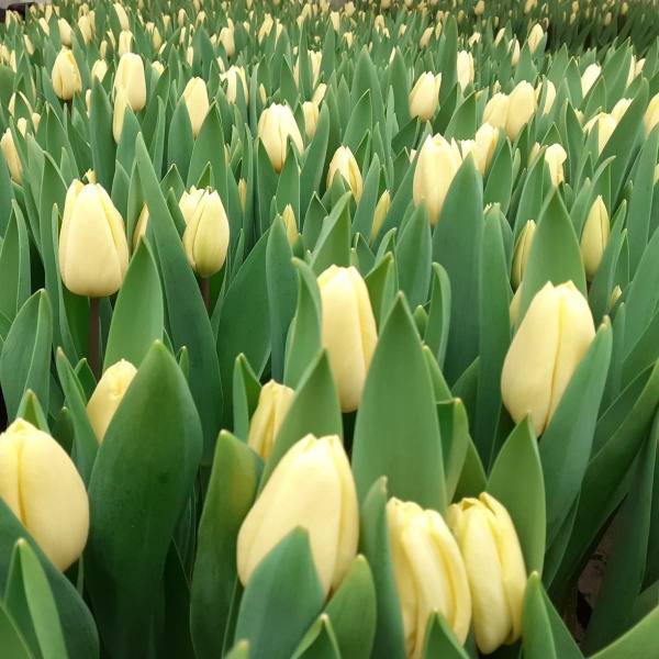 Капля солнца