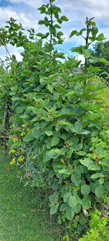 [Image: 20230702-155417.jpg]