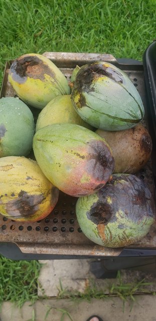 mangos