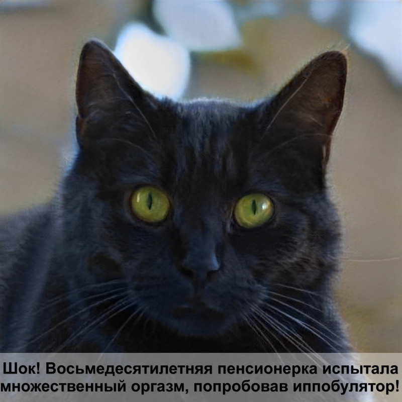 рейтинг кормов для кошек