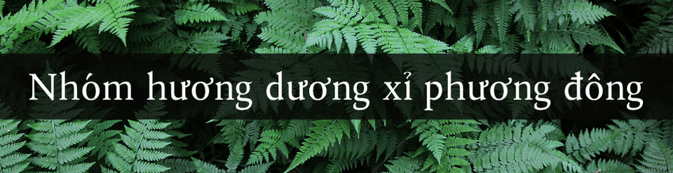 nhom-huong-duong-xi-phuong-dong.png