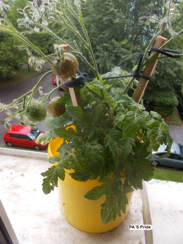 PA S Pride Vladimir Gross 2025 07 27