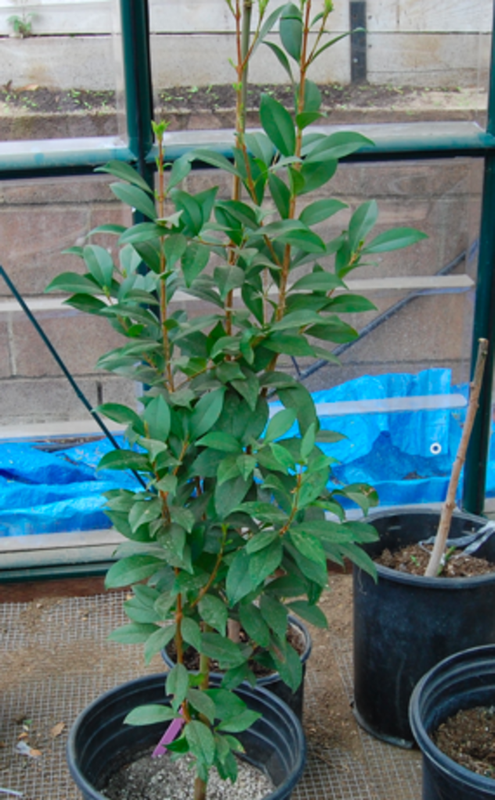 RioGrandeCherryTree