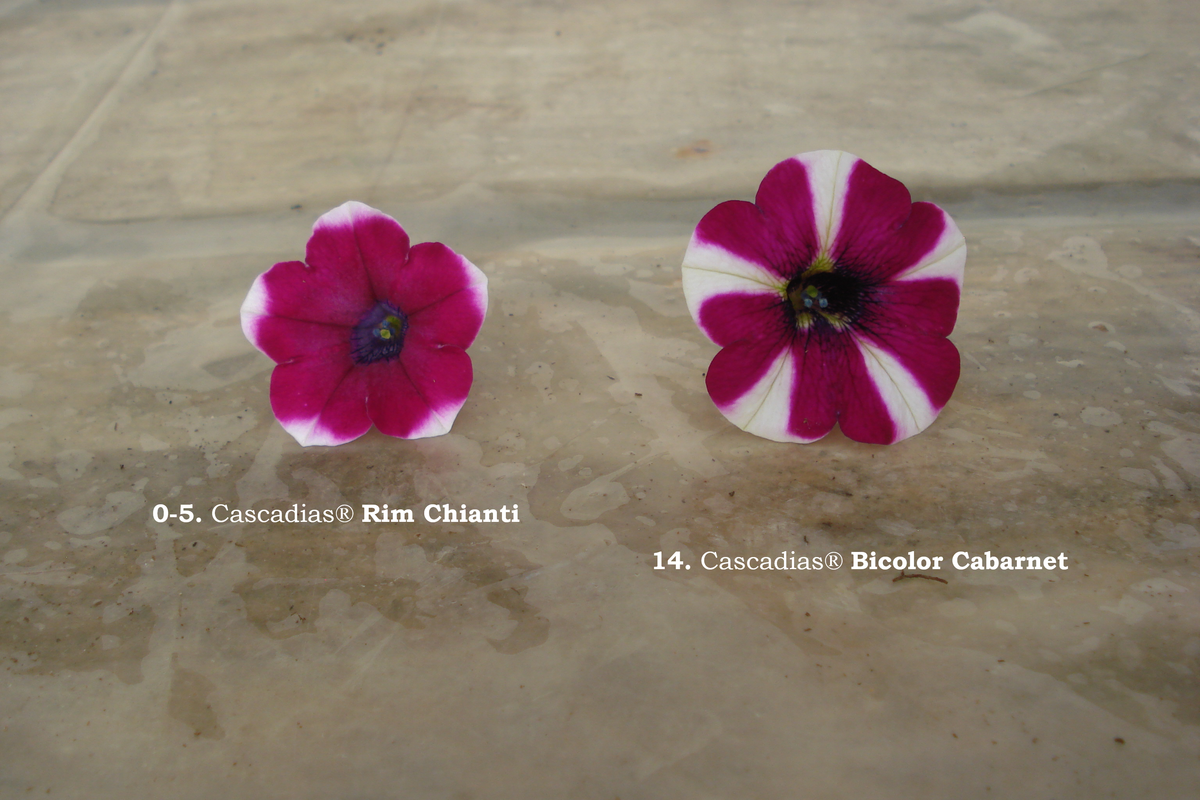 0-5. Cascadias® Rim Chianti (2)