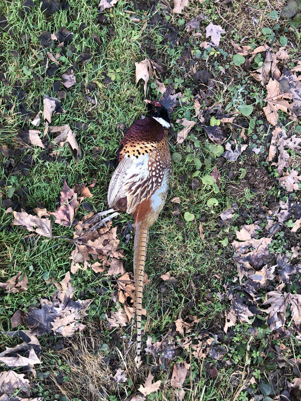 70A1F311-FB7A-4475-85C6-81B6C59DD276