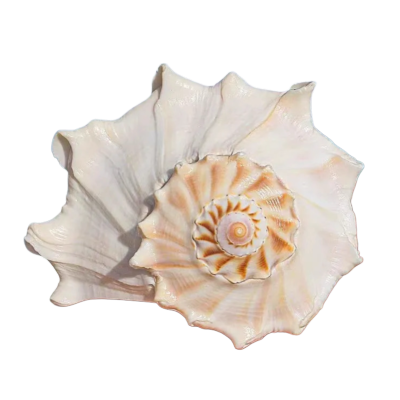 shell