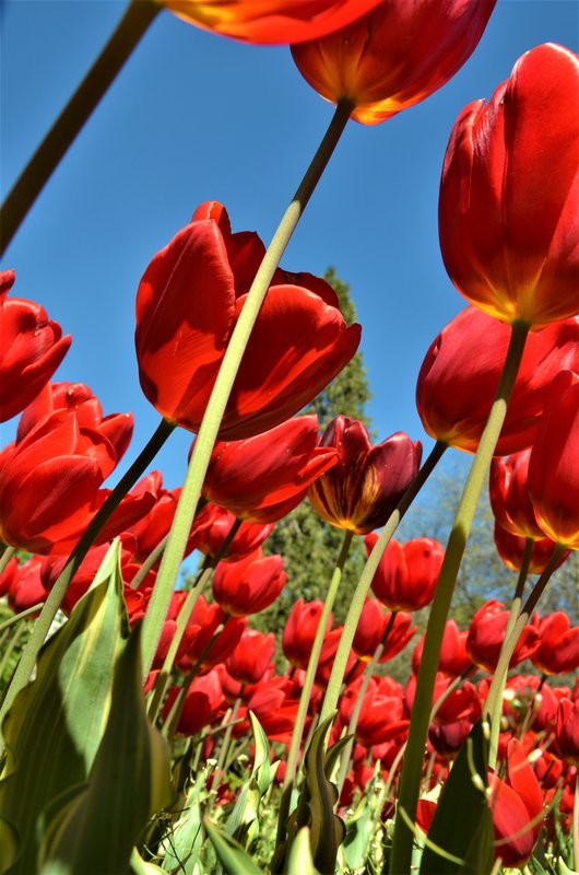 JARDIN BOTANICO-13-4-2013-MADRID - Paseando por España-1991/2024 (33)