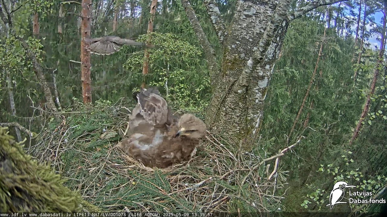 Mazais ērglis (Clanga pomarina), ligzda bērzā 12-28-28 screenshot