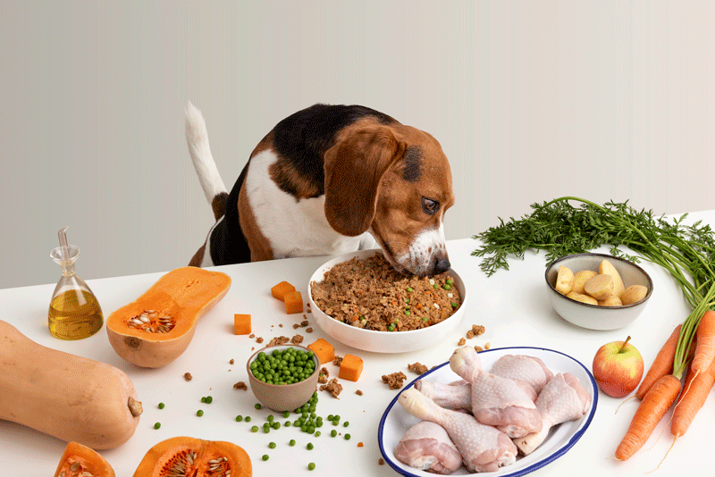 Comedero Comelento para perros y gatos