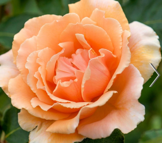 rose-just-joey.png