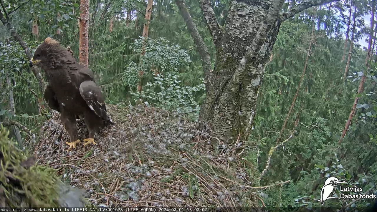 Mazais ērglis (Clanga pomarina), ligzda bērzā - LDF tiešraide 14-12-52 screenshot