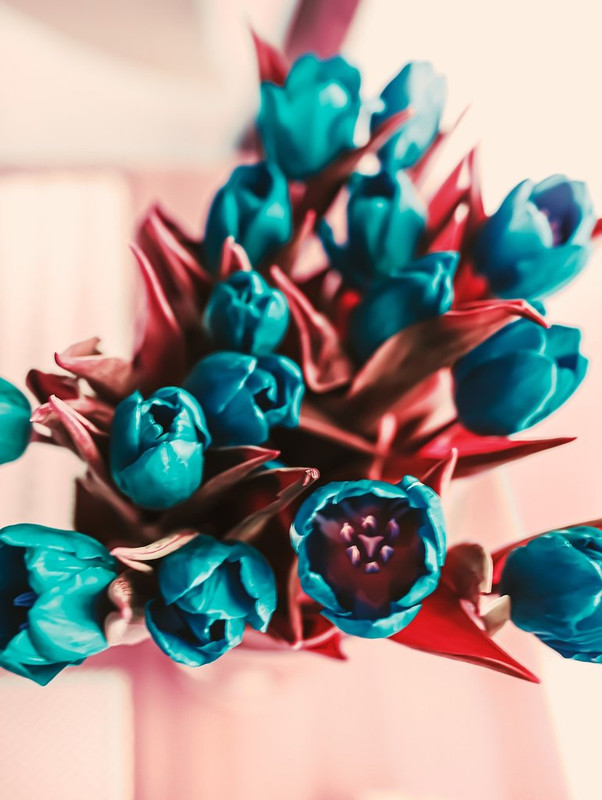 turquoise-flower-5364487-1280.jpg